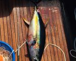 Nice Yellowfin Tuna on Alina (Non tournament species)