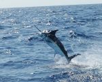 San Juan Blue Marlin