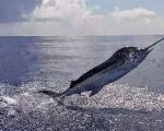 San Juan Blue Marlin