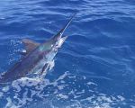 San Juan Blue Marlin