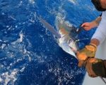 White Marlin Release