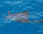 Sailfish. Photo Credit: Pepper Ailor 