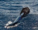 Sailfish. Photo Credit: Pepper Ailor 