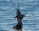 Sailfish. Photo Credit: Pepper Ailor 