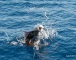 Sailfish. Photo Credit: Pepper Ailor 