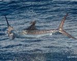 Sailfish. Photo Credit: Pepper Ailor 