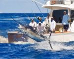 San Juan Blue Marlin